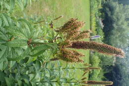 صورة Veronicastrum sibiricum (L.) Pennell