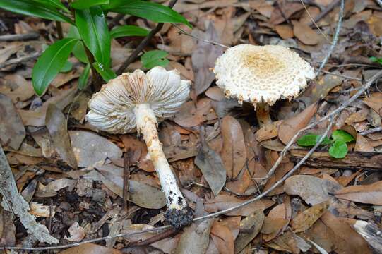 Image of Saproamanita nauseosa (Wakef.) Redhead, Vizzini, Drehmel & Contu 2016