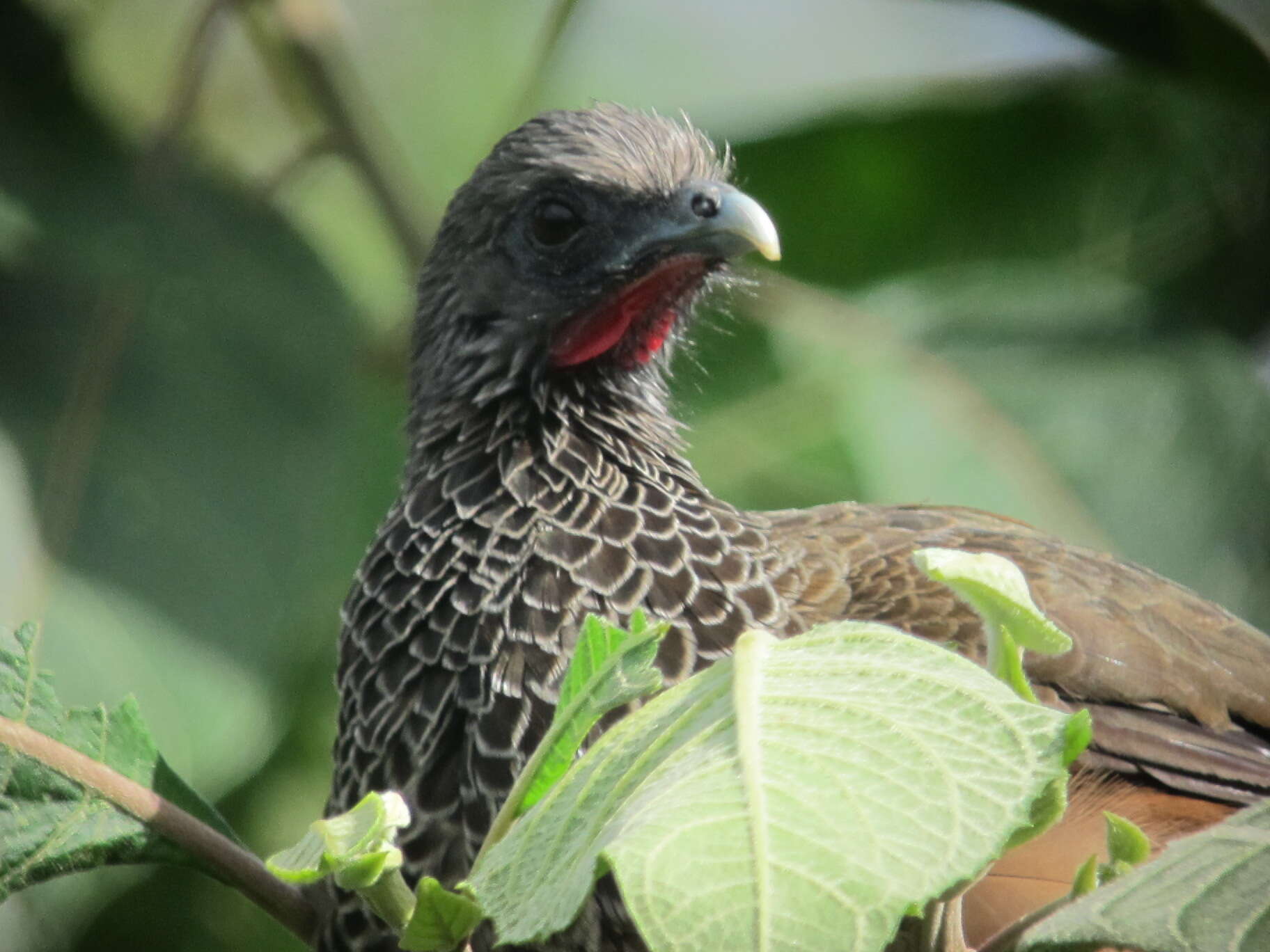 Image of Colombian Chachalaca