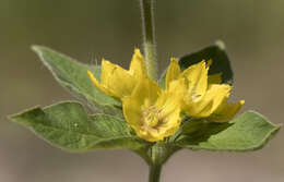 Image of Dotted Loosestrife