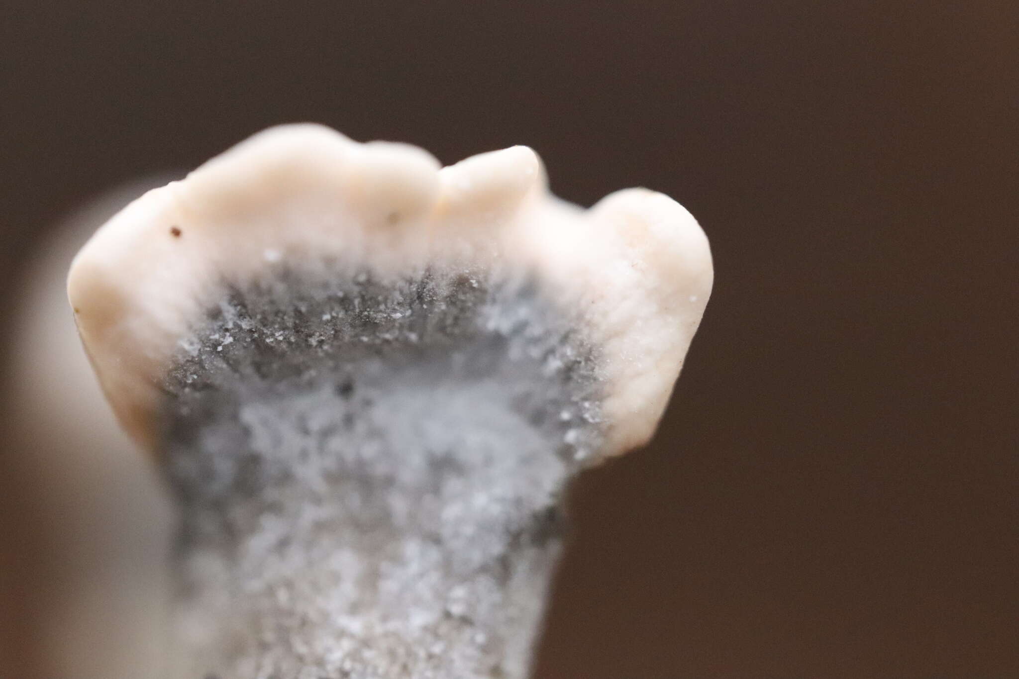 Image of Candle-snuff Fungus