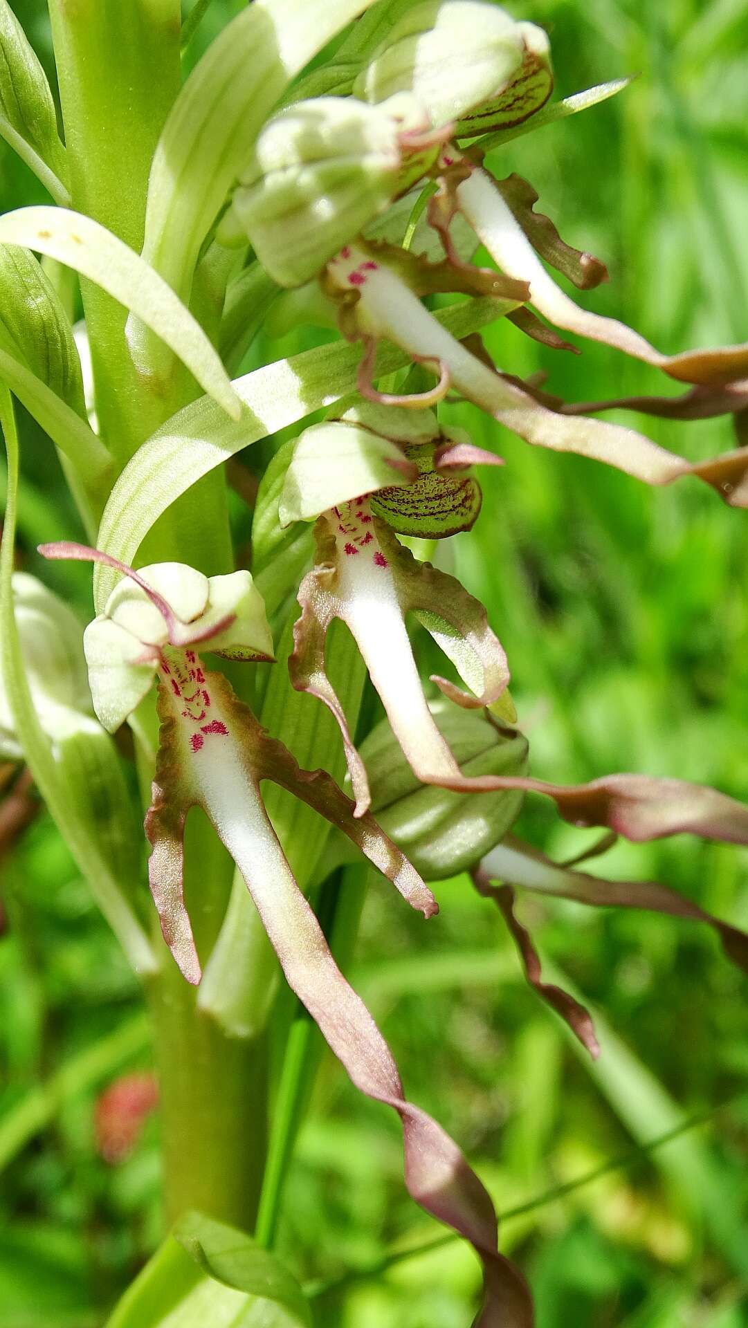 Himantoglossum hircinum (L.) Spreng. resmi