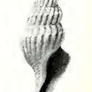 Image of Pleurotomella hermione (Dall 1919)