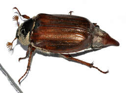 Image of Common cockchafer