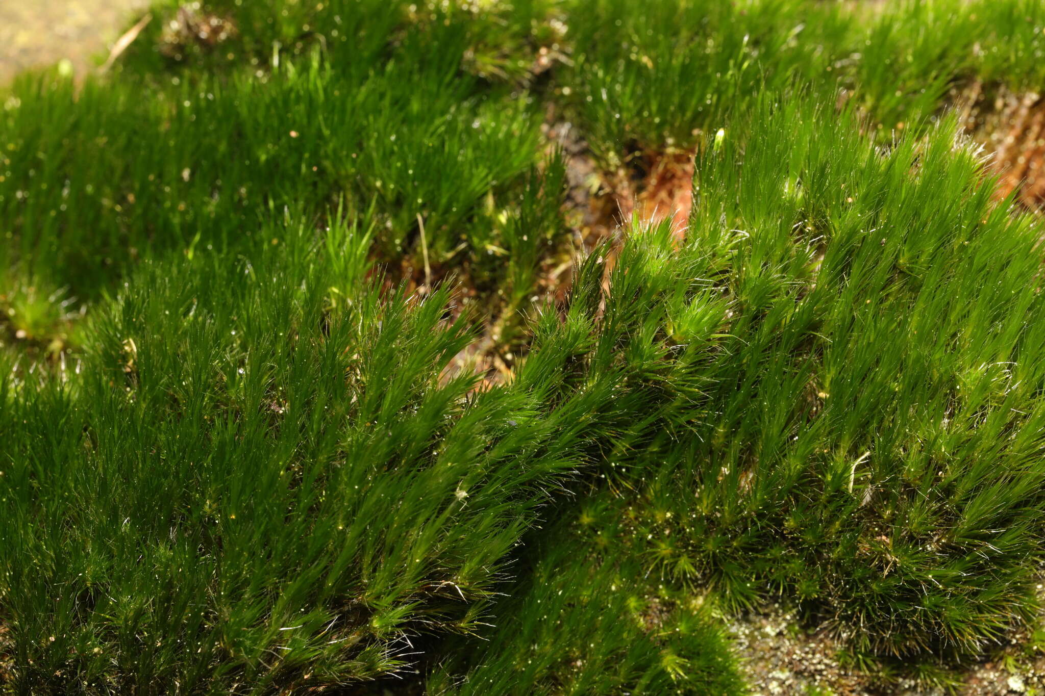 Image of campylopus moss