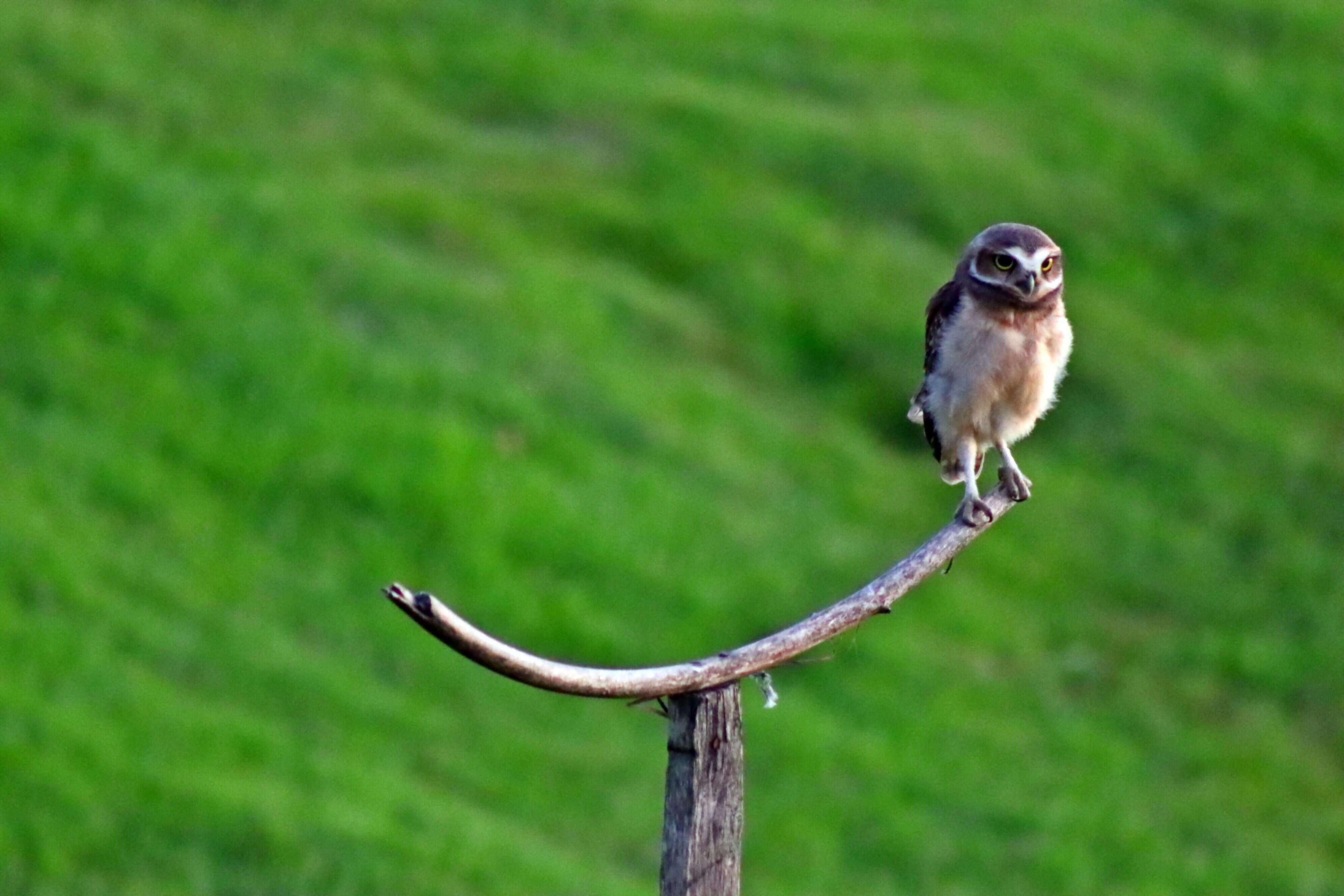 Image of Burrowing Owl