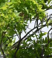 Image of Warbling Vireo