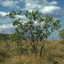 Image of Corymbia abbreviata (Blakely & Jacobs) K. D. Hill & L. A. S. Johnson