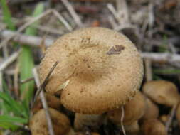 Image of Pholiota gummosa (Lasch) Singer 1951