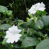 Imagem de Thunbergia fragrans Roxb.