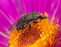 Stomorhina lunata (Fabricius 1805) resmi