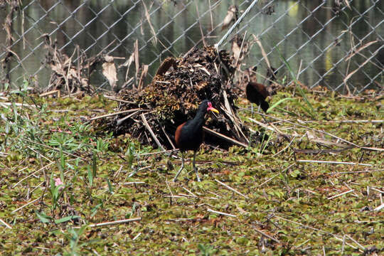 Image of Wattled Jacana