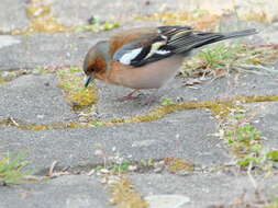 Image of Fringilla Linnaeus 1758