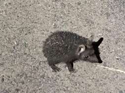 Image of Collared Hedgehog