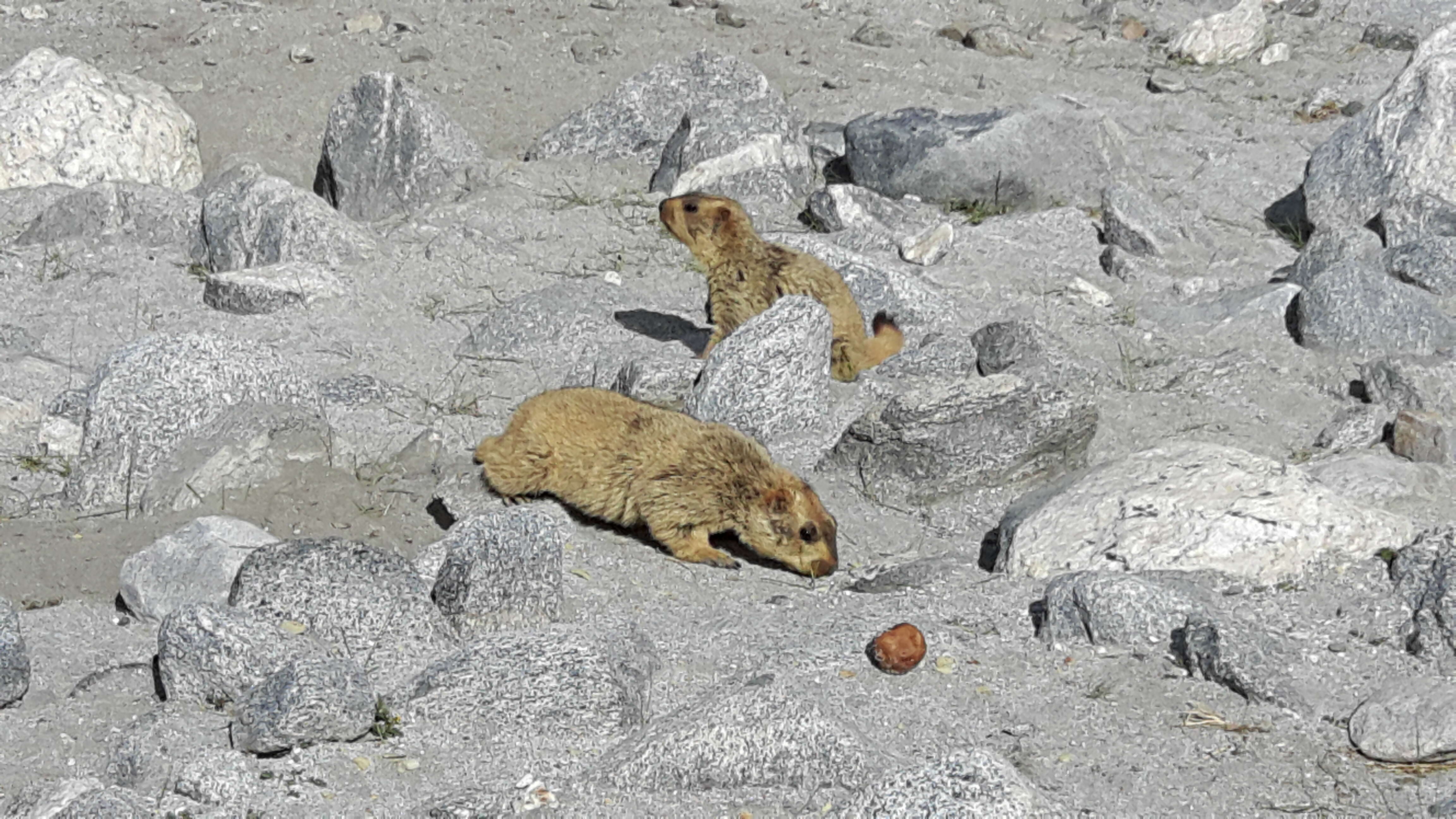 Image of Himalayan Marmot