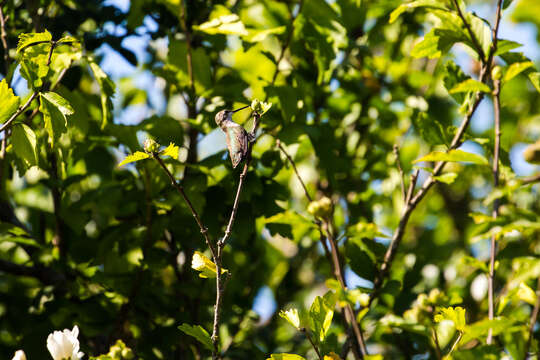 Image of Ruby-throated Hummingbird