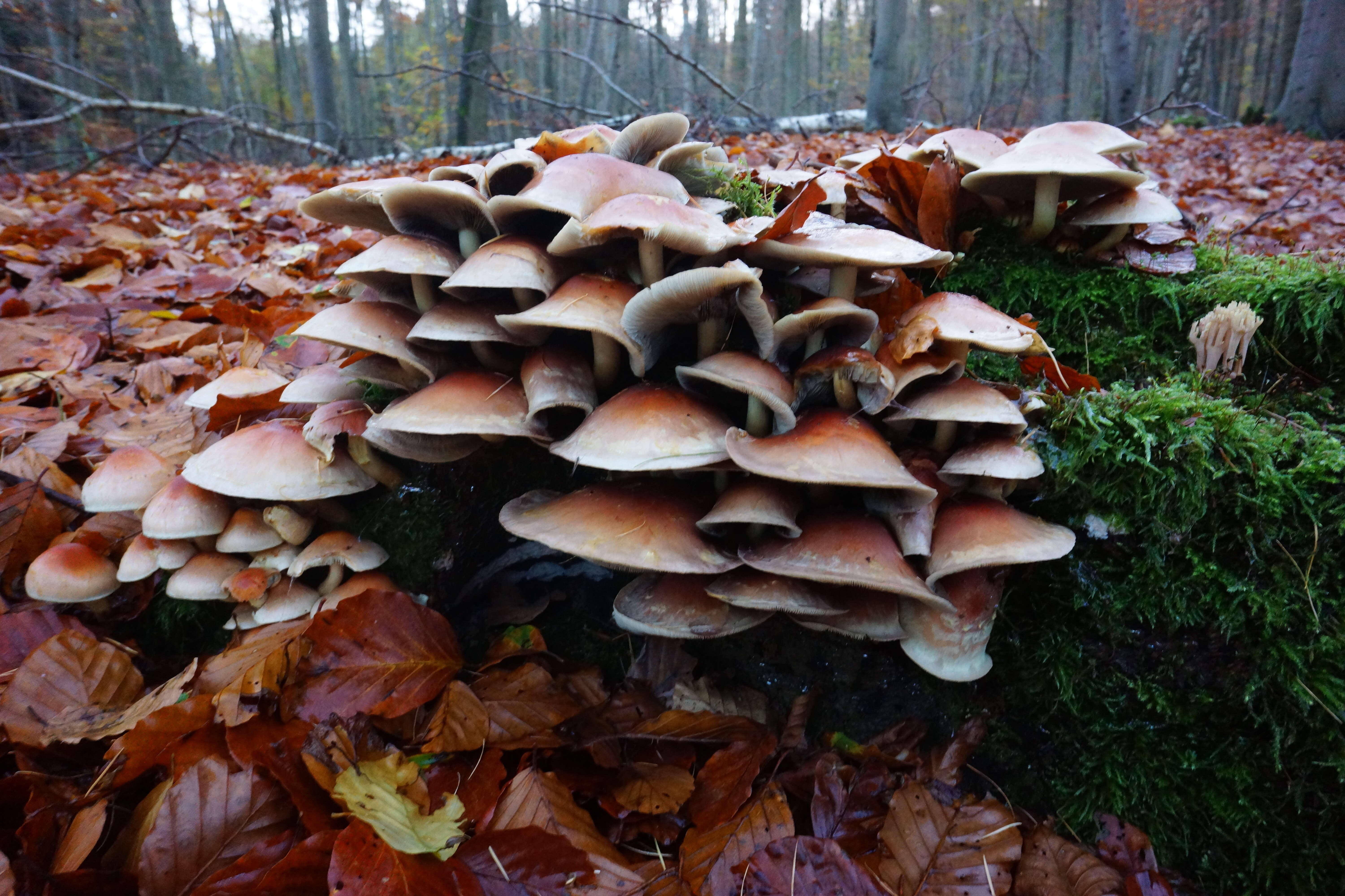 Image of Hypholoma capnoides (Fr.) P. Kumm. 1871