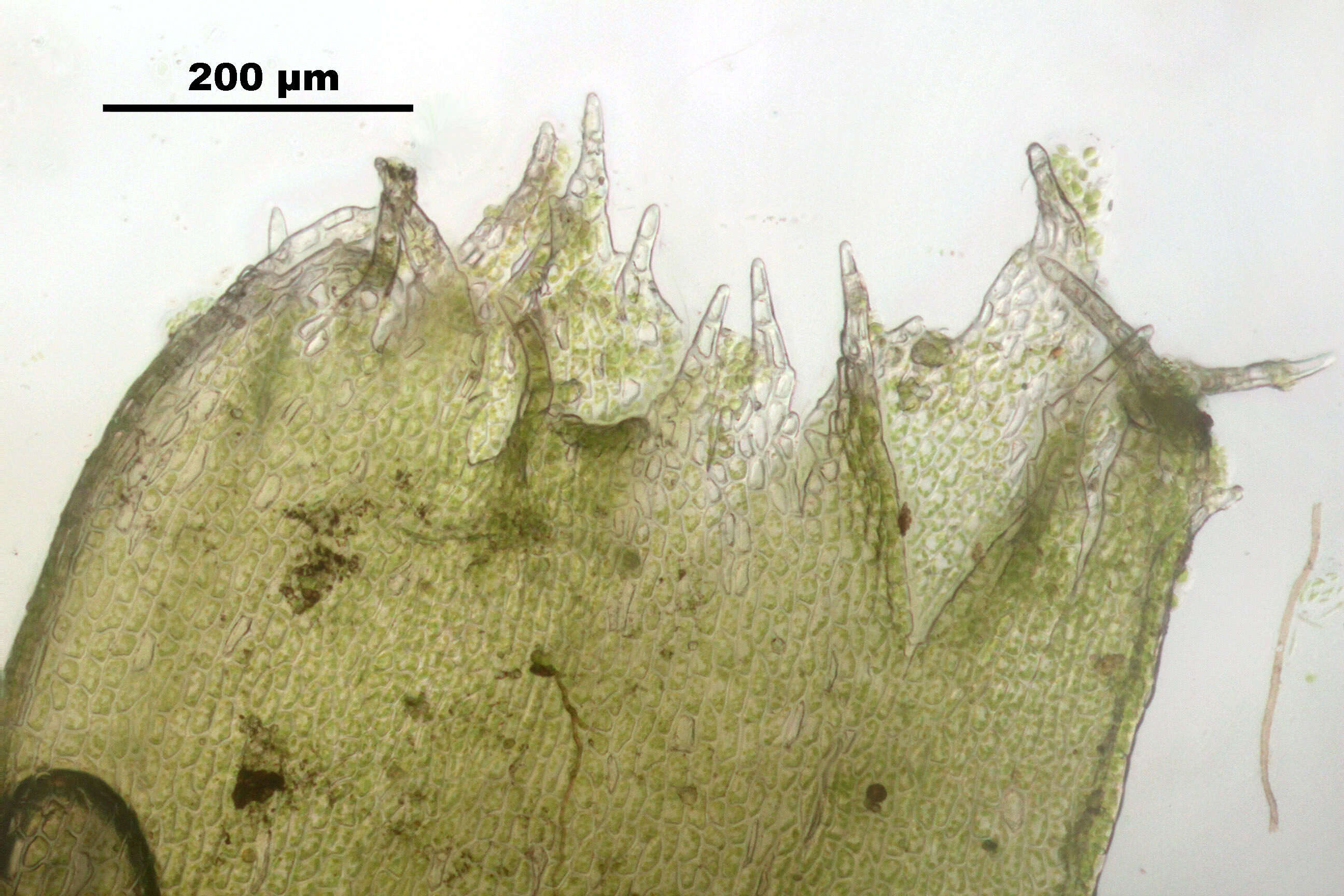 Image of Fuscocephaloziopsis catenulata (Huebener) Vána & L. Söderstr.
