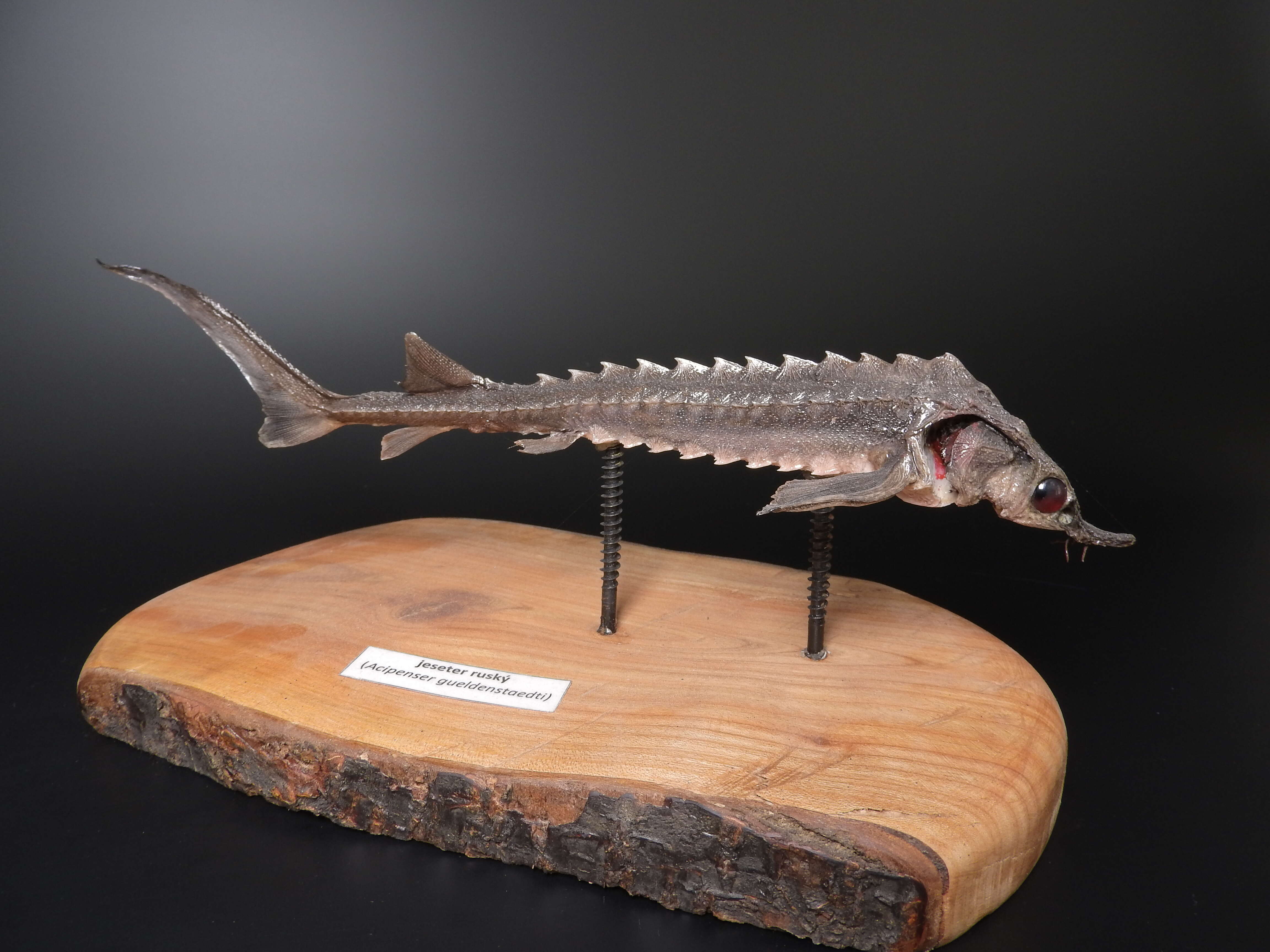 Image of Russian Sturgeon