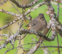 Image of Black Redstart