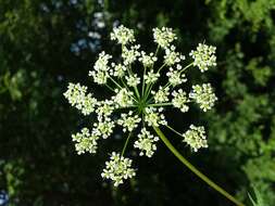 Imagem de Chaerophyllum aromaticum L.