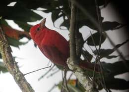 Image of Summer Tanager