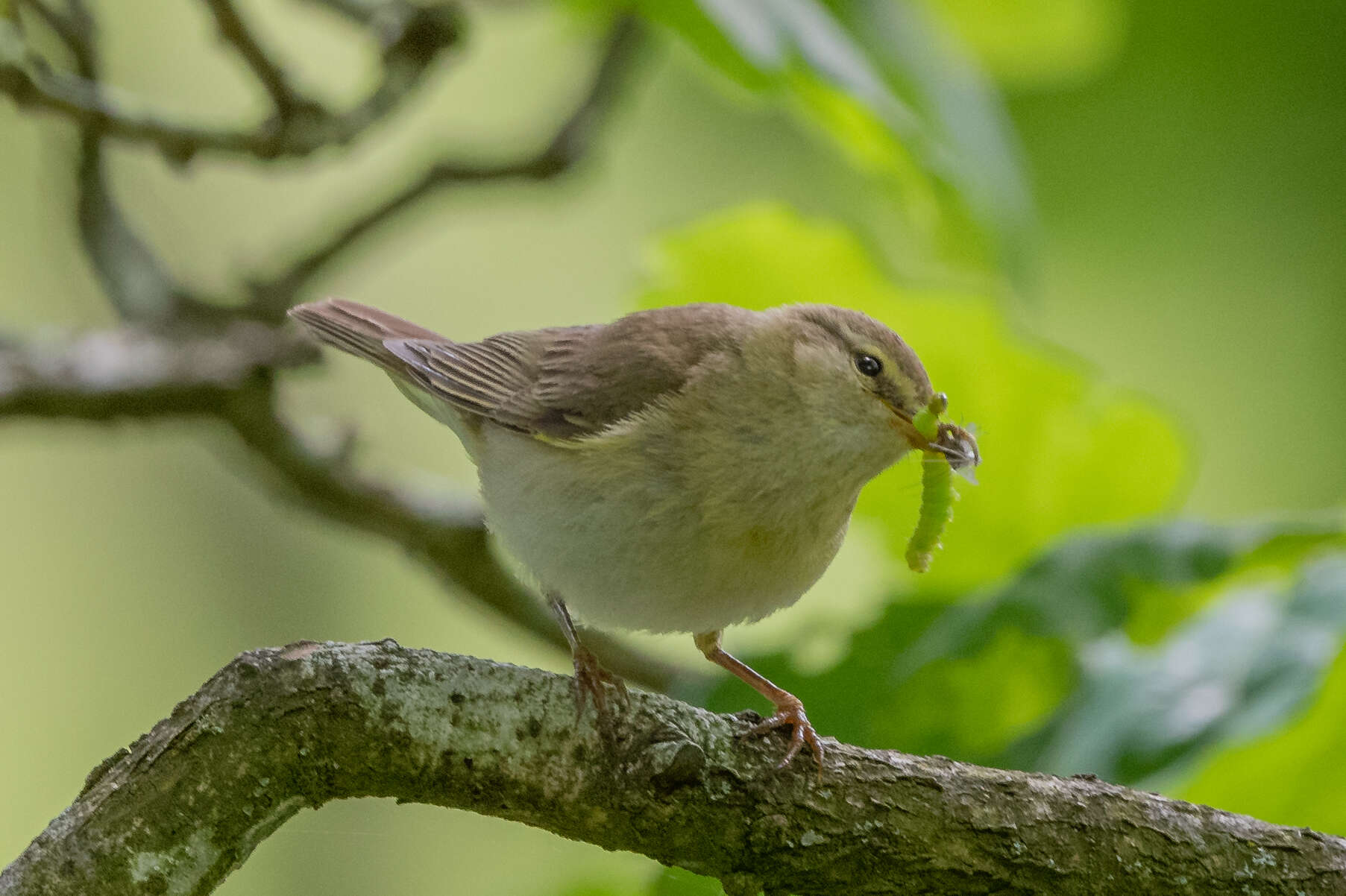 Image of Willow Warbler