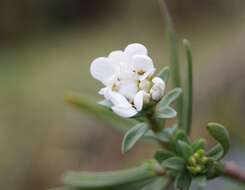 Plancia ëd Iberis sempervirens L.