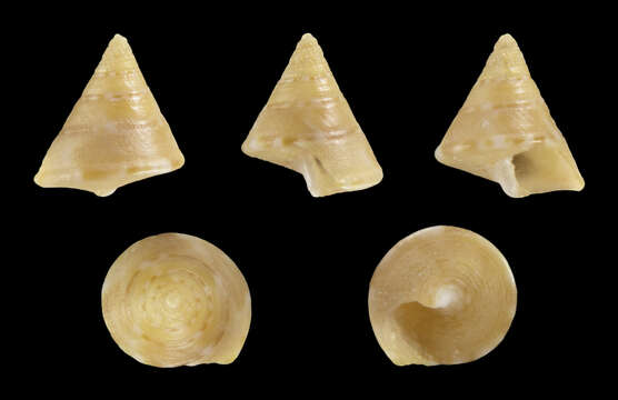 Image of Calliostoma conulus (Linnaeus 1758)