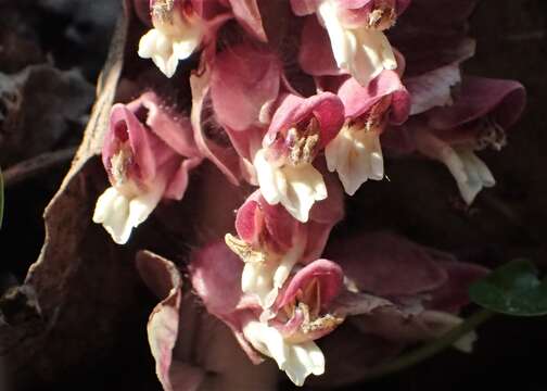 Image of common toothwort