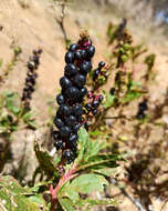 Image of tropical pokeweed