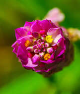 Image of blood milkwort