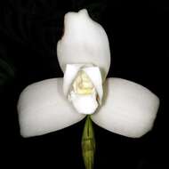 Image of Orchid