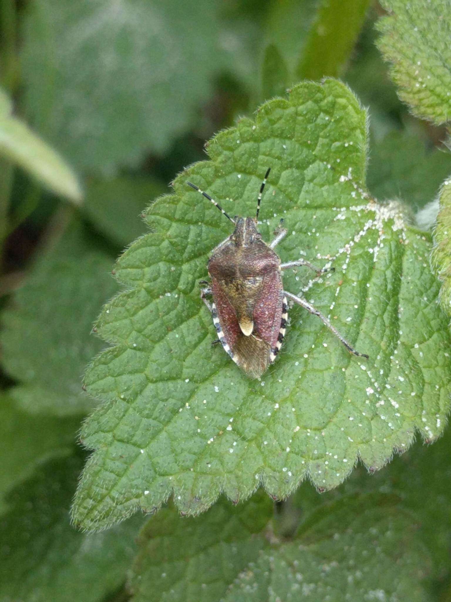 Image of sloe bug