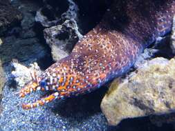 Image of Leopard moray eel