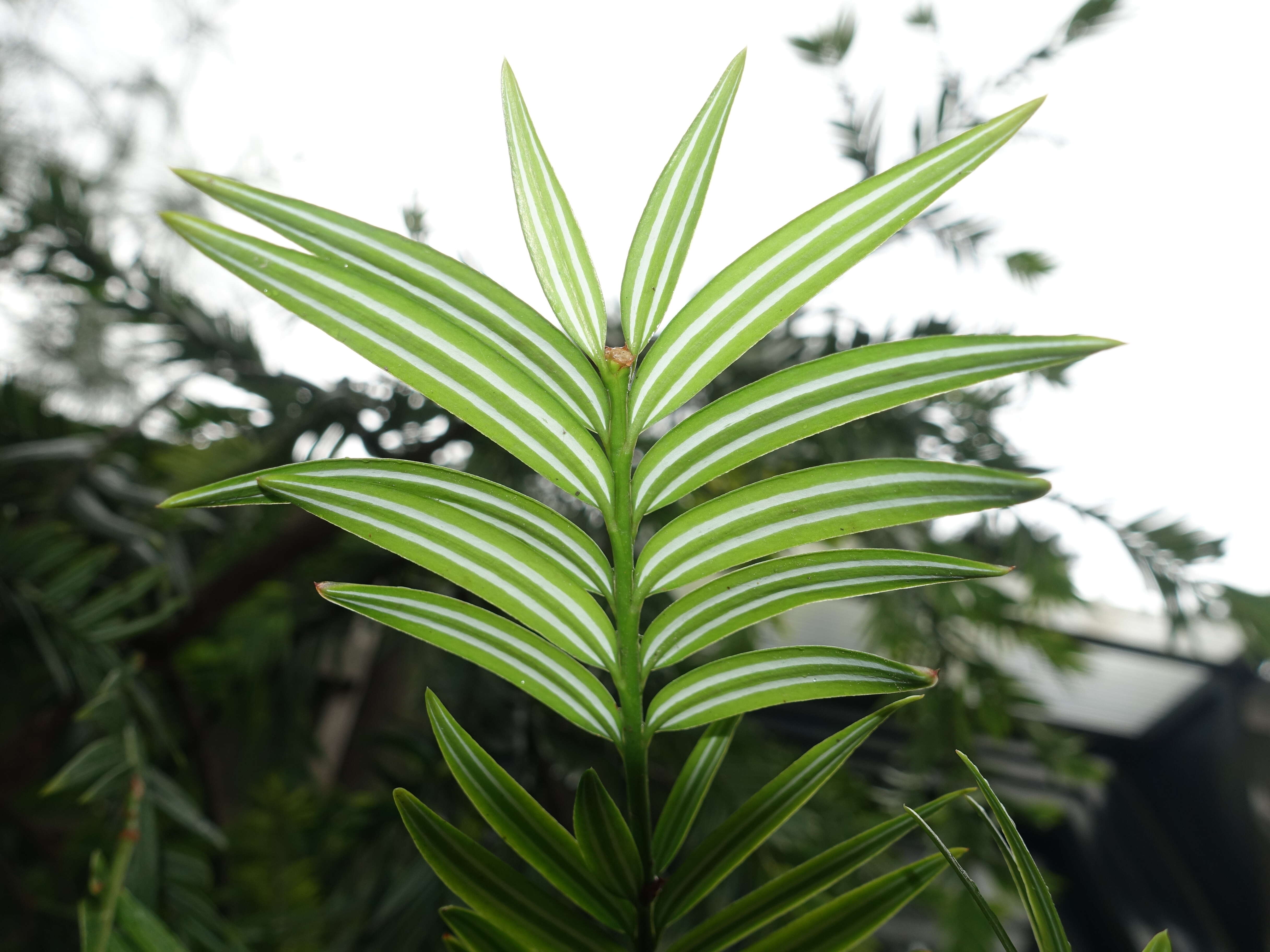 穗花杉的圖片