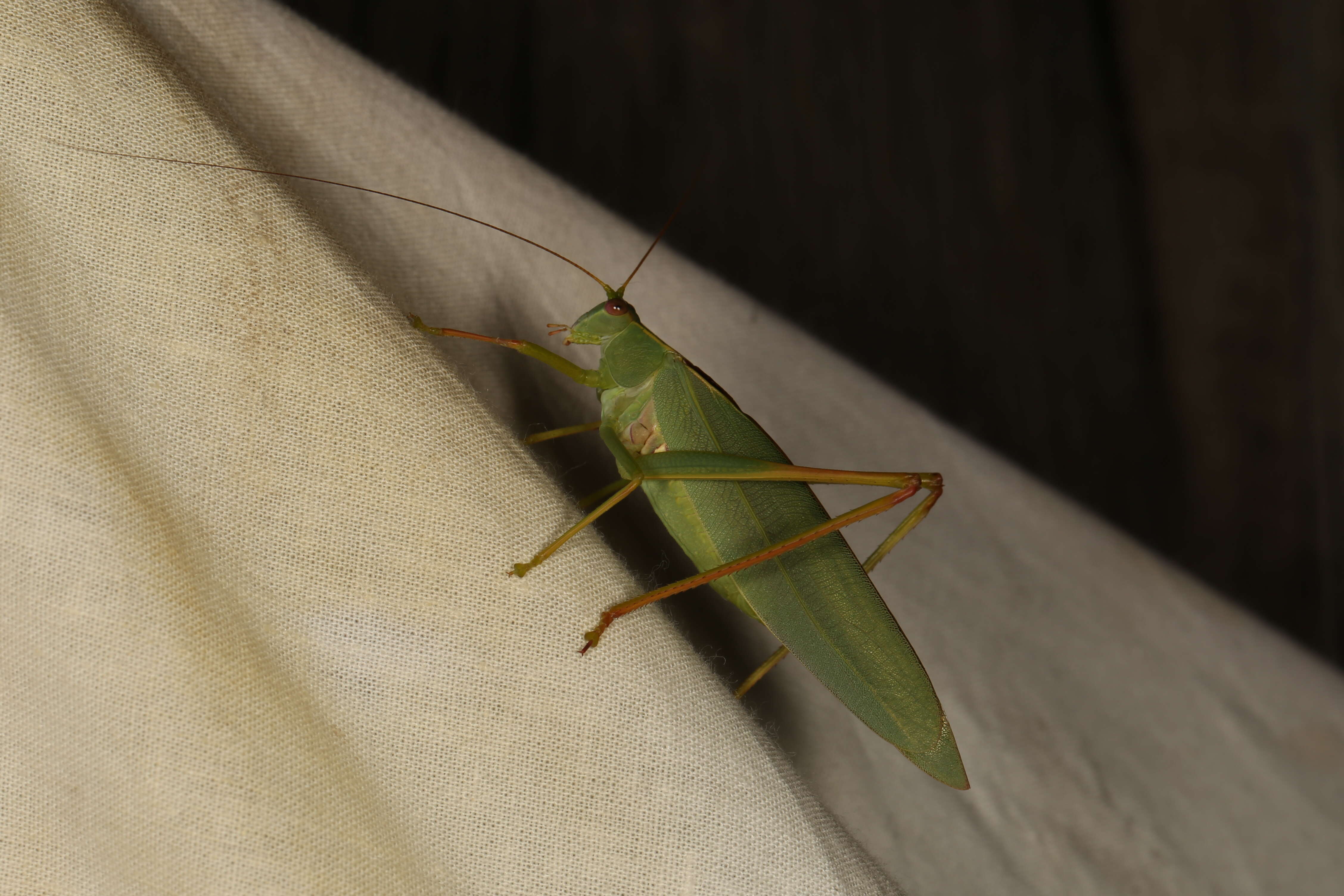 Image of Caedicia simplex (Walker & F. 1869)