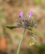 Image of wild basil