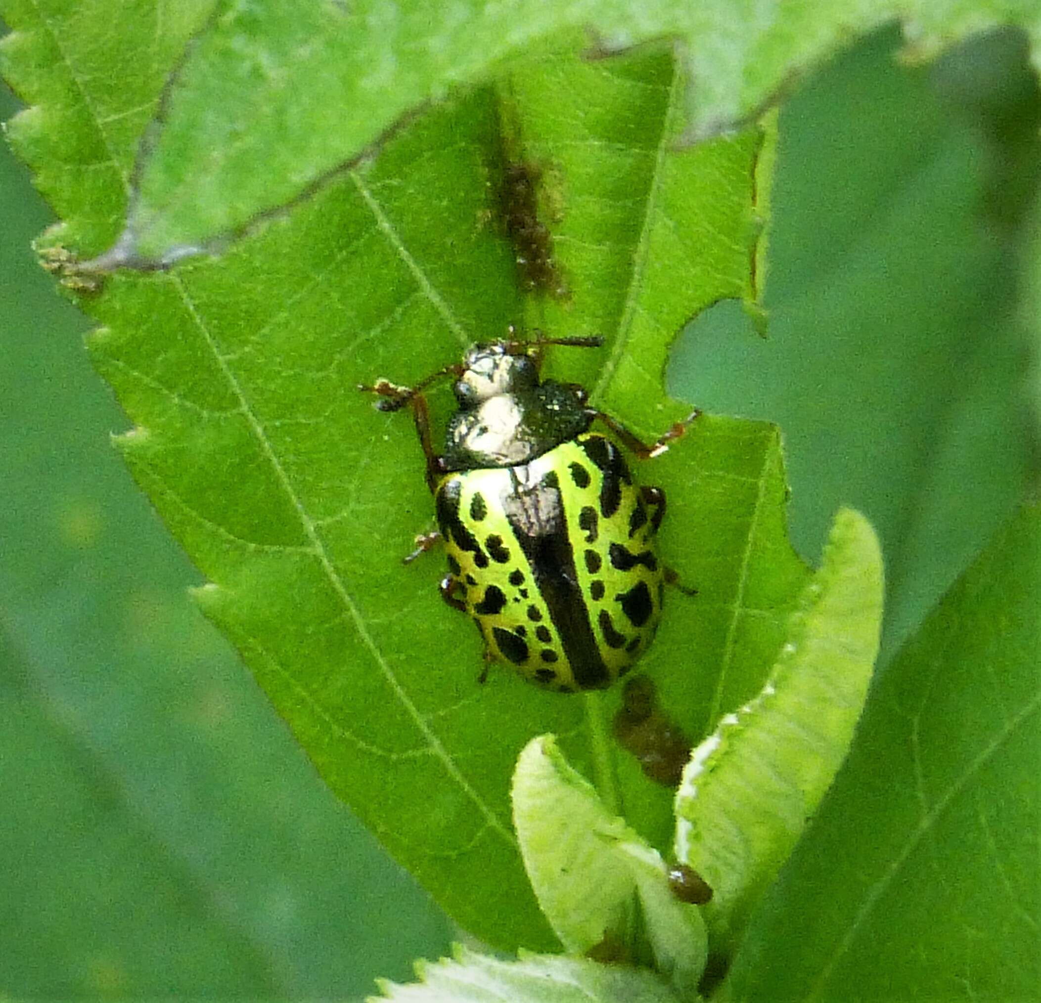 Image of Calligrapha pantherina