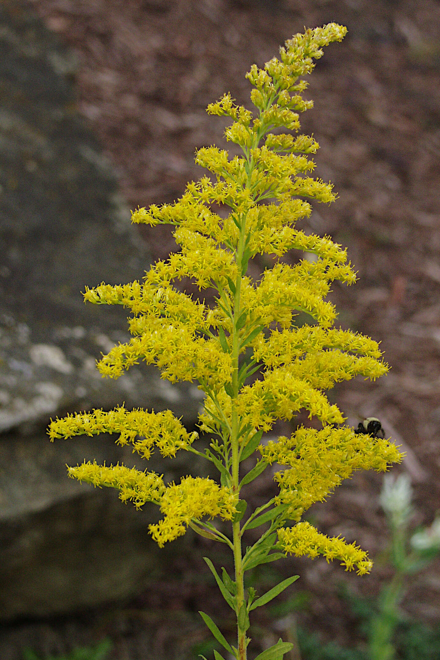 Imagem de Solidago altissima L.