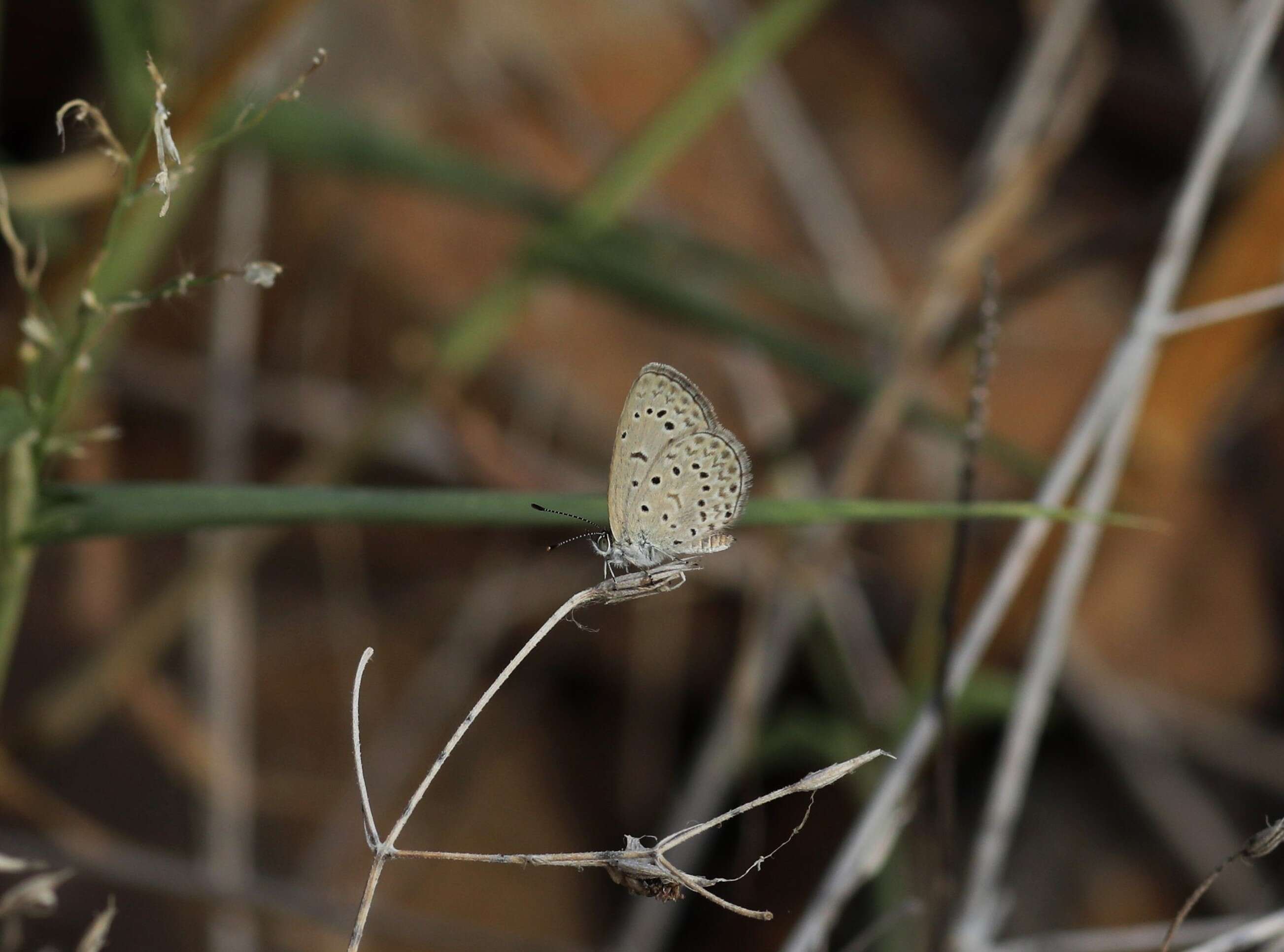 Imagem de Zizeeria knysna (Trimen 1862)