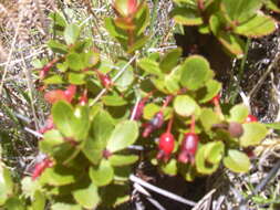 Image de Vaccinium reticulatum Sm.