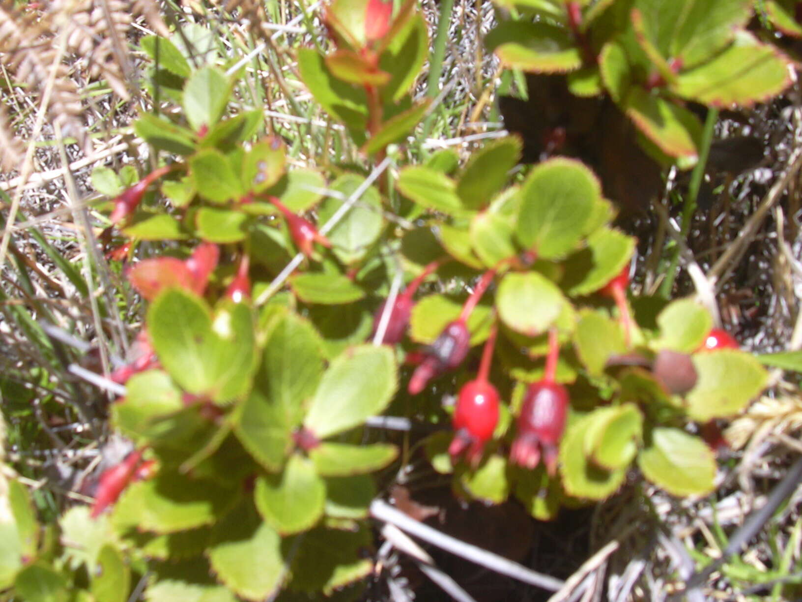 Image de Vaccinium reticulatum Sm.