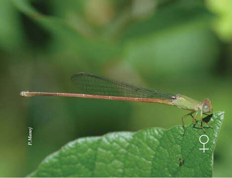 Image of Ceriagrion olivaceum Laidlaw 1914