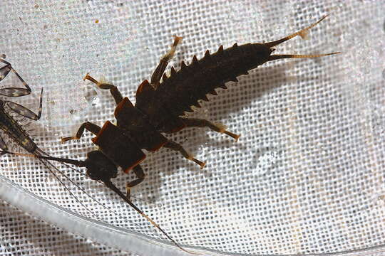 Image of Knobbed Salmonfly