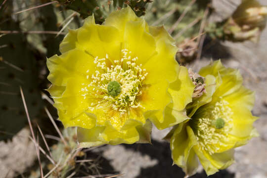 Image of Brownspine Pricklypear