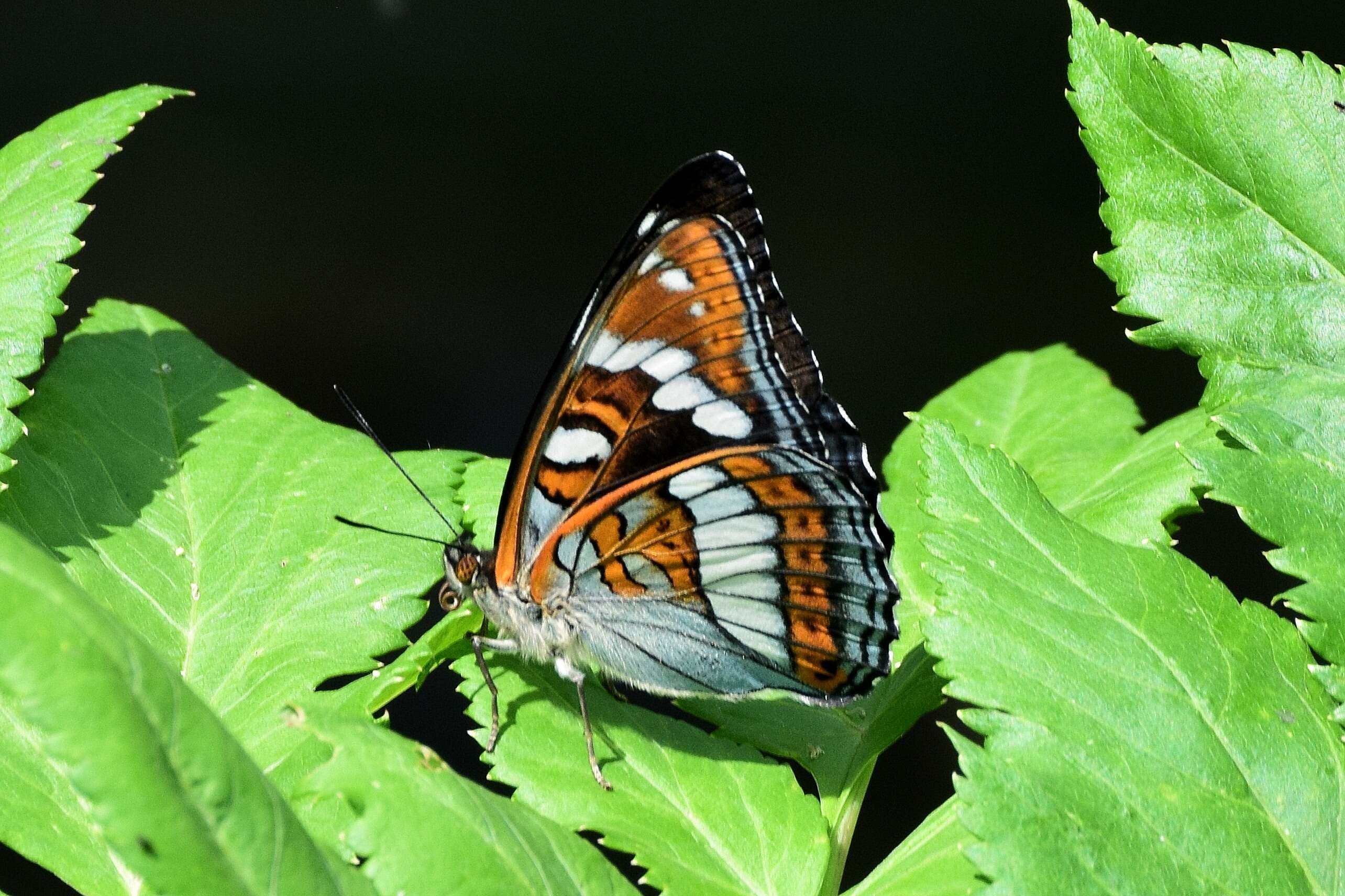 Image of poplar admiral