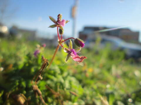 Image of Common Stork's-bill