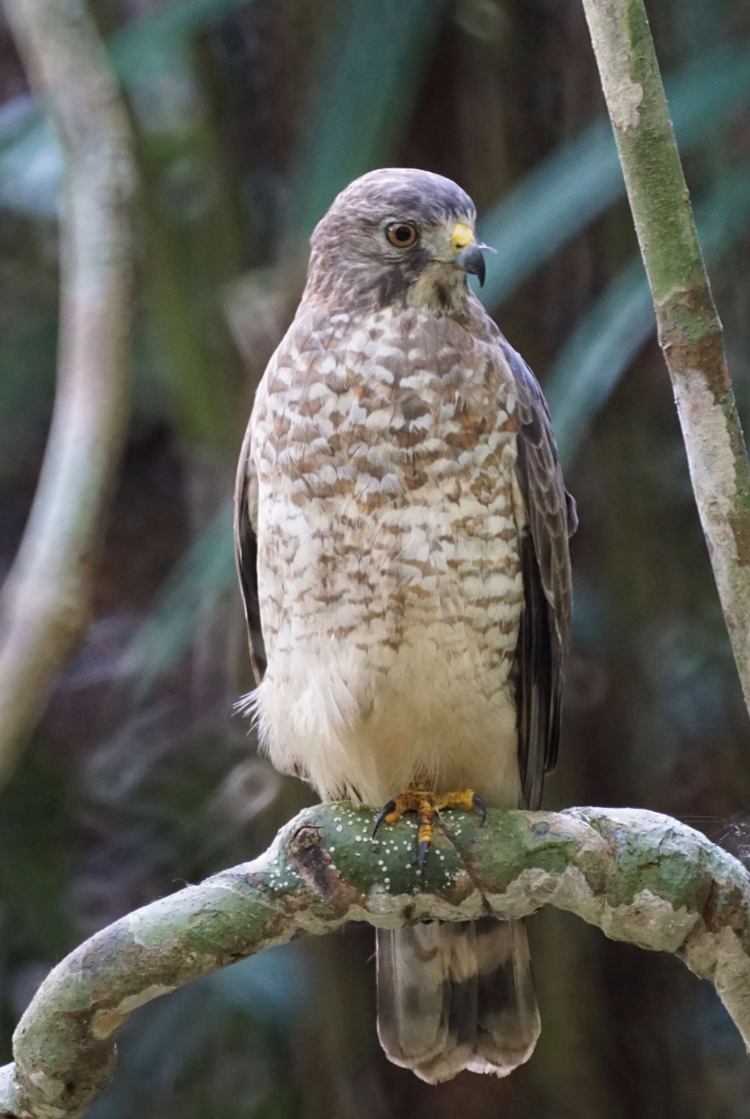 Plancia ëd Buteo platypterus (Vieillot 1823)