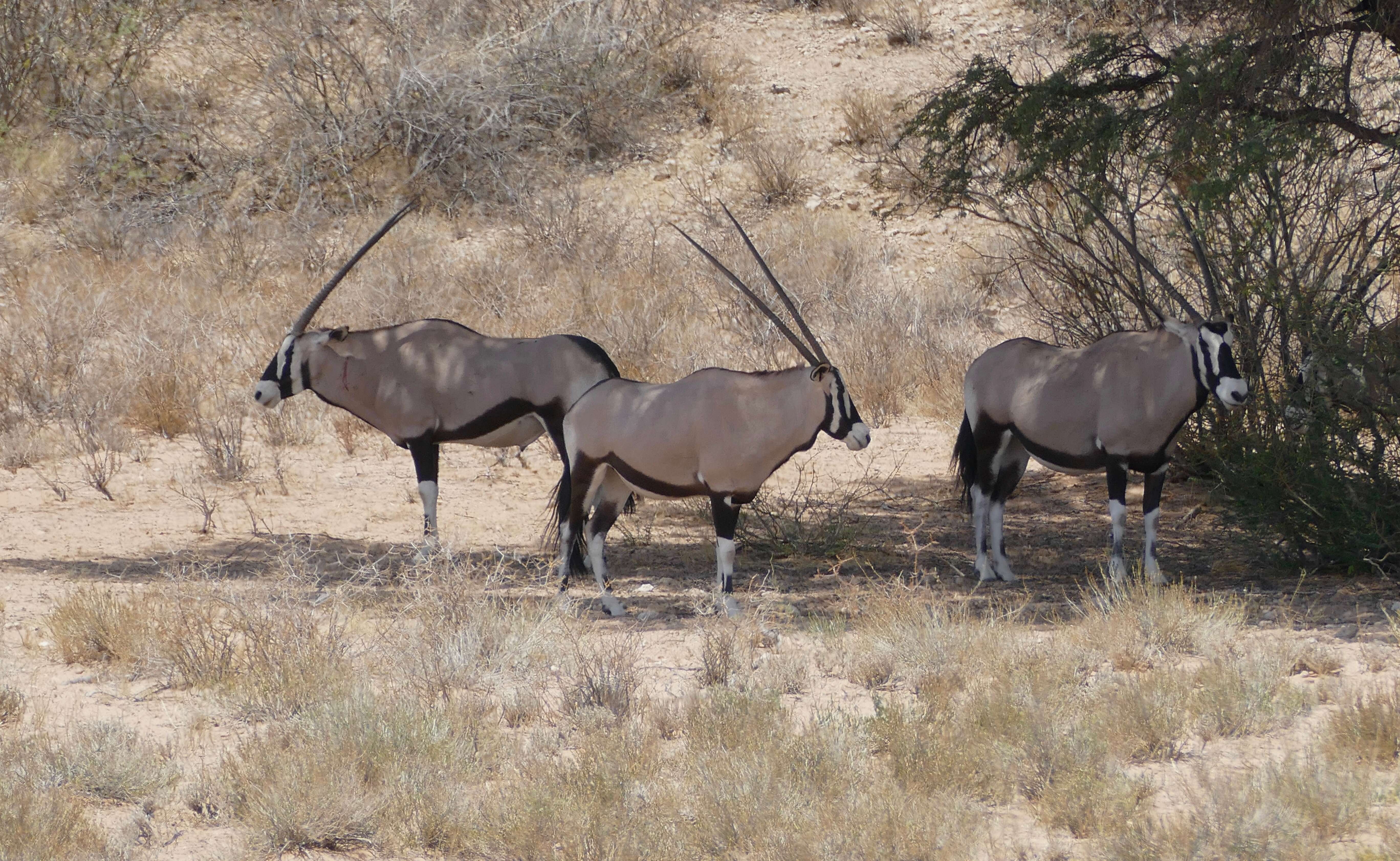 Image of Gemsbok